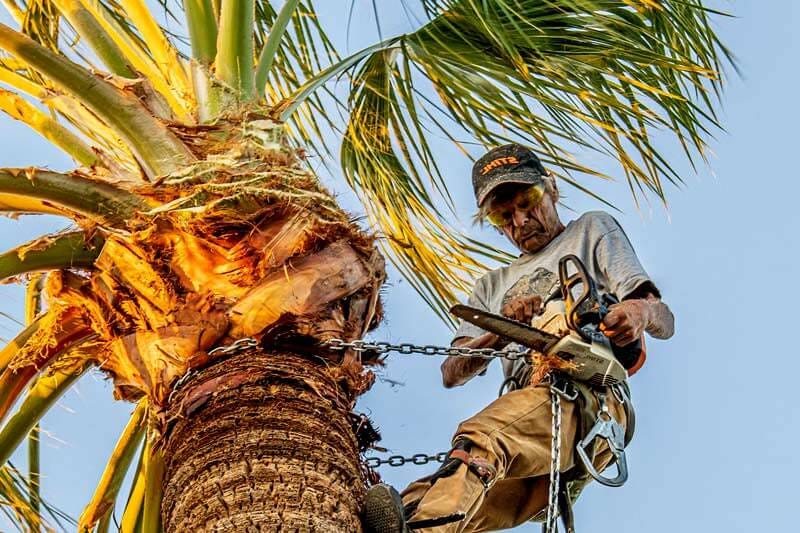 Las Vegas palm tree trimming company